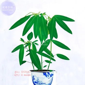 BELLFARM Codariocalyx Motorius Telegraph Plant Seeds, 6 seeds, original pack, ornamental semaphore plant bonsai