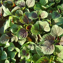 Top Fashion Sale Virgo Sementes Terrace Amaranth Seed Courtyard Vegetables Vegetable Fruit Rapeseed Meal Longevity 100Seeds
Top Fashion Sale Virgo Sementes Terrace Amaranth Seed Courtyard Vegetables Vegetable Fruit Rapeseed Meal Longevity 100Seeds