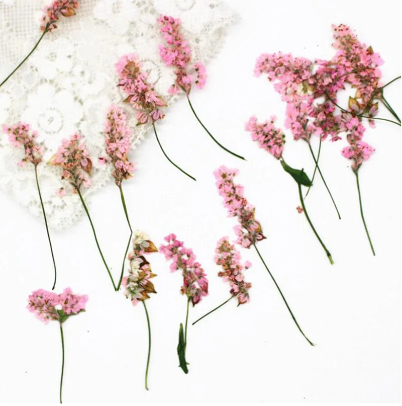 120pcs Pressed Dried 4-6cm Pink Buckwheat Flower Plant Herbarium For Jewelry Postcard Invitation Card Phone Case Bookmark DIY
120pcs Pressed Dried 4-6cm Pink Buckwheat Flower Plant Herbarium For Jewelry Postcard Invitation Card Phone Case Bookmark DIY