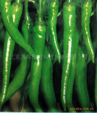 2018 Top Fashion Time-limited Outdoor Plants Very Easy Mini Garden Summer Mini Sementes bonsai Hang Pepper bonsai 100 Vegetable
2018 Top Fashion Time-limited Outdoor Plants Very Easy Mini Garden Summer Mini Sementes bonsai Hang Pepper bonsai 100 Vegetable