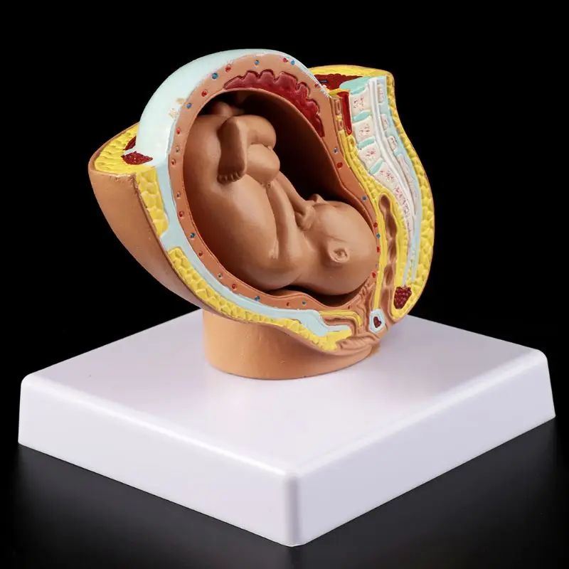 9th Month Baby Fetus Foetus Pregnancy Human Pregnancy Fetal Development Medical Model 
9th Month Baby Fetus Foetus Pregnancy Human Pregnancy Fetal Development Medical Model