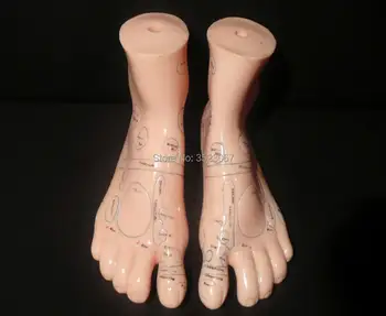 Human anatomy skeleton 18cm Human Feet Acupuncture Massage Model Heart skull brain skull model in trauma nursing manikin train
Human anatomy skeleton 18cm Human Feet Acupuncture Massage Model Heart skull brain skull model in trauma nursing manikin train