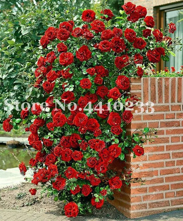 Strip Shrub Rose Flower Plant 200PCS Rare Bush Rose Flower Plant Yello Red Pink Purple Garden Bonsai Exotic Popular Garden
Strip Shrub Rose Flower Plant 200PCS Rare Bush Rose Flower Plant Yello Red Pink Purple Garden Bonsai Exotic Popular Garden