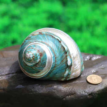 Natural Conch Shell Specimen Conch South African Oncomelania Collection South African Oncomelania Fish Tank Landscape Decoration
Natural Conch Shell Specimen Conch South African Oncomelania Collection South African Oncomelania Fish Tank Landscape Decoration