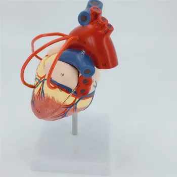 1:1 Life Size Human Heart Bypass Model Heart Bypass Surgery Model Heart Anatomy Viscera Medical Organ Model Lab Teaching Aids
1:1 Life Size Human Heart Bypass Model Heart Bypass Surgery Model Heart Anatomy Viscera Medical Organ Model Lab Teaching Aids