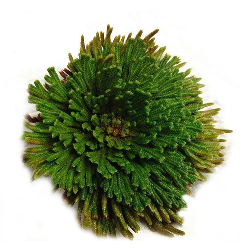 Resurrection Plant Chic Jericho Flower Herbs Rose Of Jericho Resurrection Fern Magic Hydrophile Rose Of Jericho Dinosaur Plant C
Resurrection Plant Chic Jericho Flower Herbs Rose Of Jericho Resurrection Fern Magic Hydrophile Rose Of Jericho Dinosaur Plant C