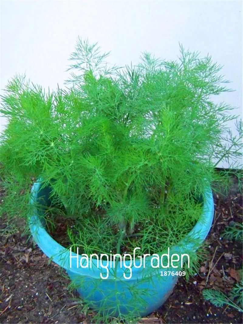 100 Pcs/Lot Time-Limit!!Herb flores -Bouquet Dill,flower plantas bonsai plant DIY home garden
100 Pcs/Lot Time-Limit!!Herb flores -Bouquet Dill,flower plantas bonsai plant DIY home garden