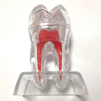 Dental materials, dental model, the model for communication and explanation, Detachable
Dental materials, dental model, the model for communication and explanation, Detachable