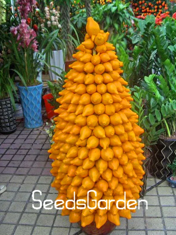 100pcs a bag Gold Berry Bonsai Abiu Plantas Caimito Garden Potted Flores Vegetable Plant The Budding Rate 90%,#43I4TG
100pcs a bag Gold Berry Bonsai Abiu Plantas Caimito Garden Potted Flores Vegetable Plant The Budding Rate 90%,#43I4TG