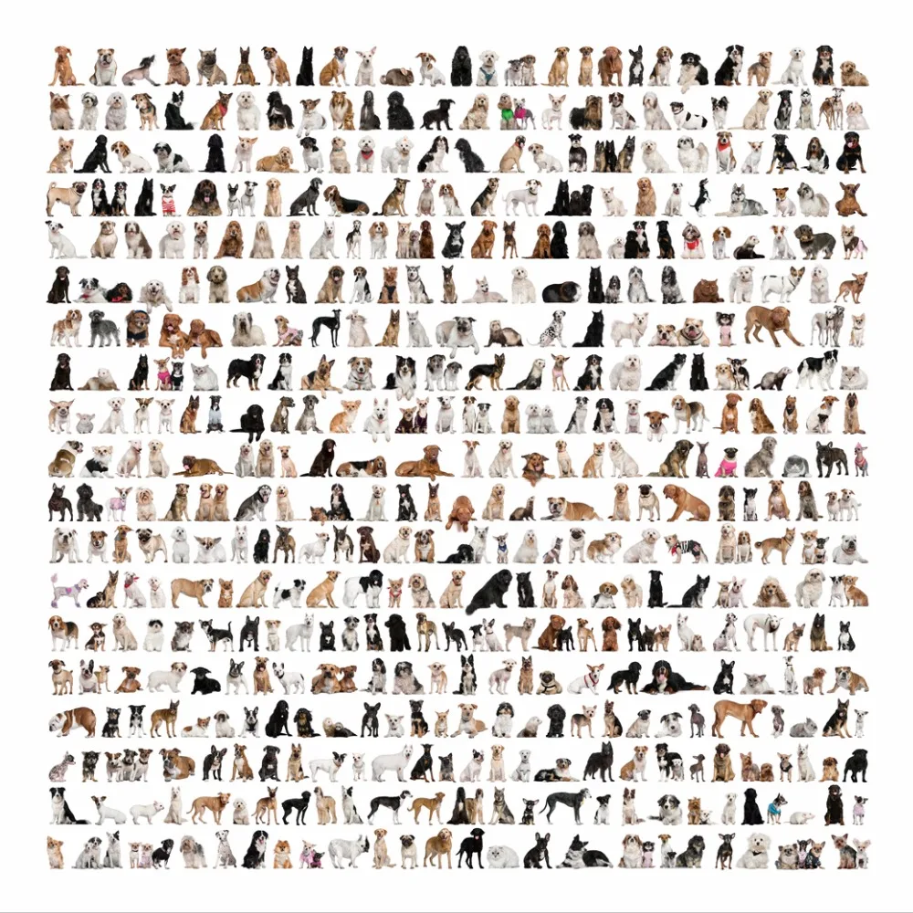 Dog Breeds children's room kindergarten classroom decoration fresco wall paint Fabric poster 13 x 13" 20 x 20" 24 x 24"--11
Dog Breeds children's room kindergarten classroom decoration fresco wall paint Fabric poster 13 x 13" 20 x 20" 24 x 24"--11