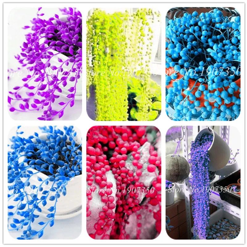 Sales! 200 pcs Multi-Color Pearl Chlorophytum bonsai Office Desktop Flowers Succulents Anti-Radiation Computer Potted Plants
Sales! 200 pcs Multi-Color Pearl Chlorophytum bonsai Office Desktop Flowers Succulents Anti-Radiation Computer Potted Plants