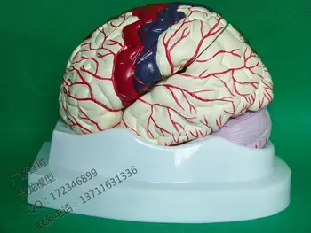 Neuroanatomical brain models 8 sections of brain color functionally distributed brain anatomical models with cerebral arteries
Neuroanatomical brain models 8 sections of brain color functionally distributed brain anatomical models with cerebral arteries