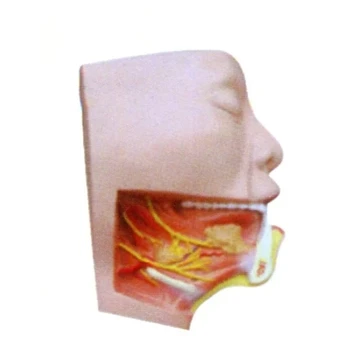 free shipping Visual aids can be used in teaching 1:1 Human facial anatomy model Submandibular triangle anatomical model
free shipping Visual aids can be used in teaching 1:1 Human facial anatomy model Submandibular triangle anatomical model