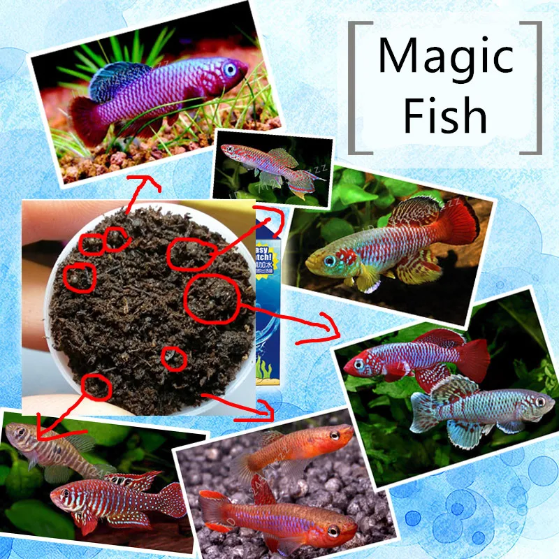 Real Magic Angel fish Egg roe Ornamental soil Hatching earth Real Living Pet Biology Educational Toys for Kids Boys Girls Gift
Real Magic Angel fish Egg roe Ornamental soil Hatching earth Real Living Pet Biology Educational Toys for Kids Boys Girls Gift