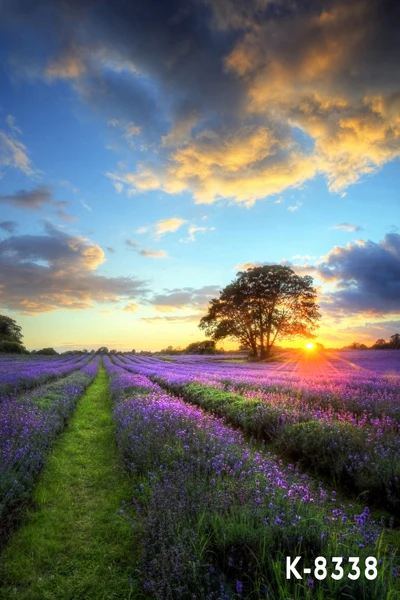 8*12ft Customize free shipping Purple Lavender sunset vinyl photography backdrop Digital Printing Vinyl cloth background k-8338
8*12ft Customize free shipping Purple Lavender sunset vinyl photography backdrop Digital Printing Vinyl cloth background k-8338