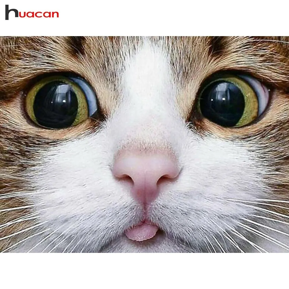 HUACAN Full Drill Square 5D DIY Diamond Painting Cat Diamond Embroidery Animal Picture Of Rhinestone Decor Home
HUACAN Full Drill Square 5D DIY Diamond Painting Cat Diamond Embroidery Animal Picture Of Rhinestone Decor Home