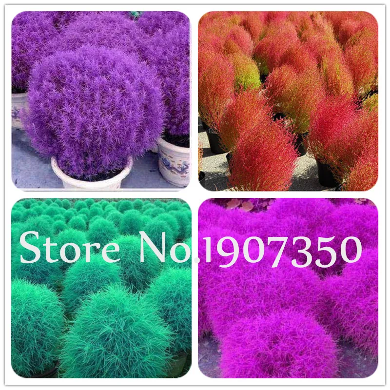 200 pcs Kochia Grass plants Perennial Grass Burning Bush Kochia Scoparia bonsai easy to grow Bonsai Garden Ornamental Planta
200 pcs Kochia Grass plants Perennial Grass Burning Bush Kochia Scoparia bonsai easy to grow Bonsai Garden Ornamental Planta