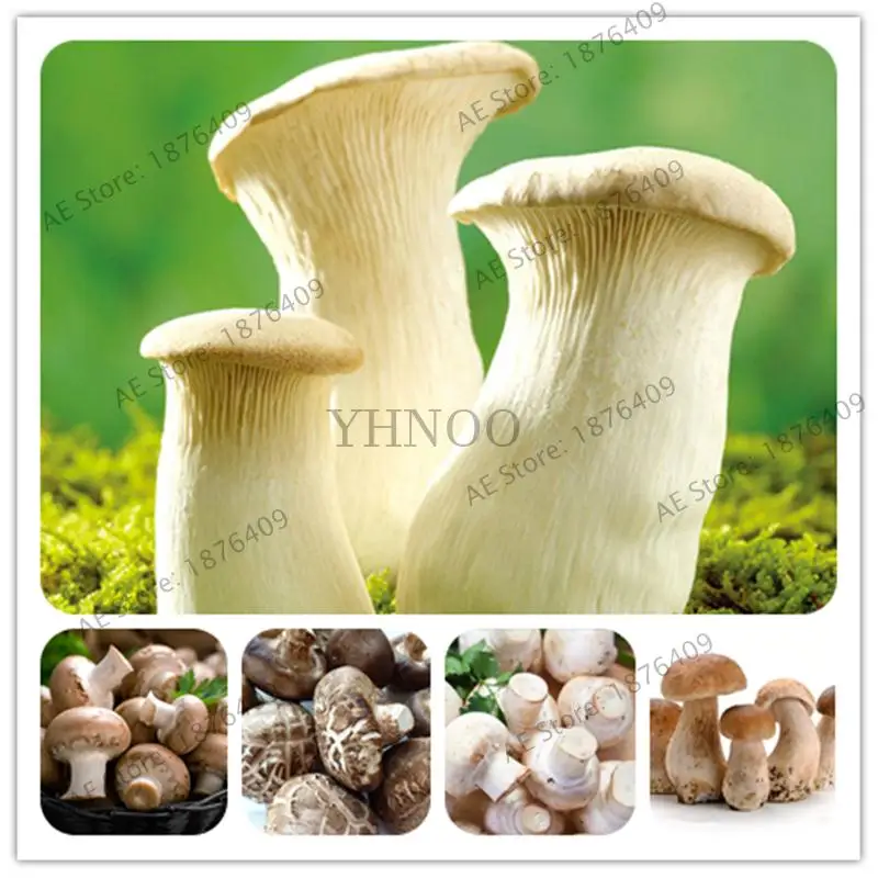 1000 pcs/bag Mushroom Organic Funny Succlent Plant Edible Health bonsai Vegetables For home garden easy to grow
1000 pcs/bag Mushroom Organic Funny Succlent Plant Edible Health bonsai Vegetables For home garden easy to grow