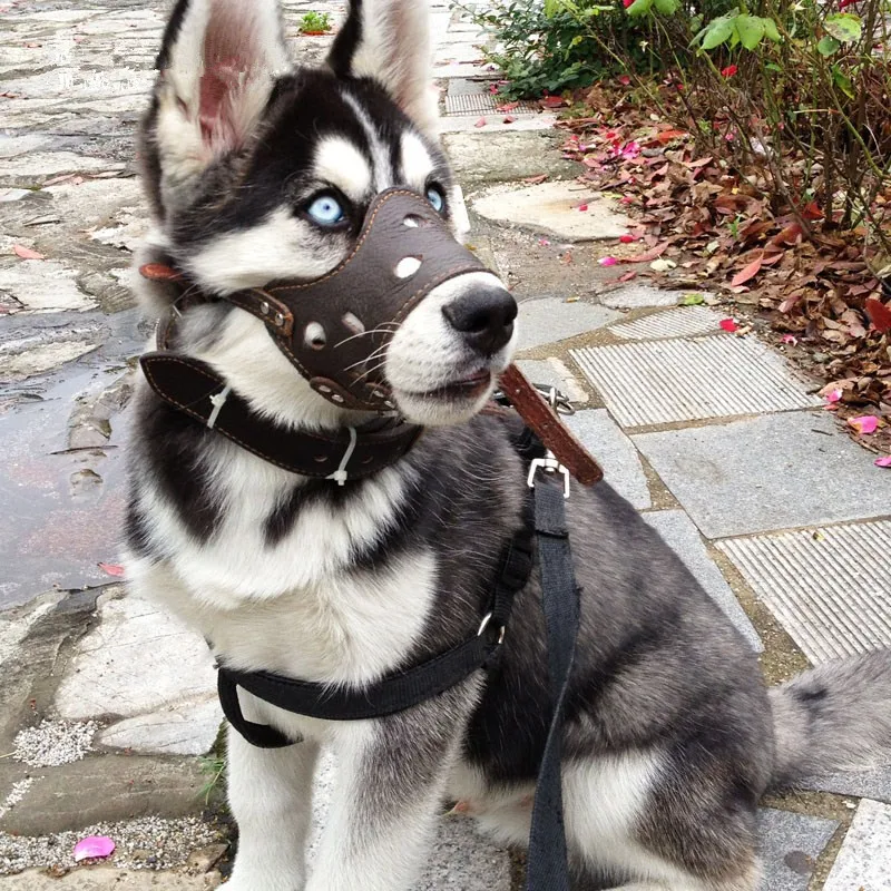 Leather Dog Muzzle Pet Mouth Mask No Bark Anti Biting Cage Flexible Straps Anti-Barking Small Big Dog Training Muzzles JFZT01
Leather Dog Muzzle Pet Mouth Mask No Bark Anti Biting Cage Flexible Straps Anti-Barking Small Big Dog Training Muzzles JFZT01