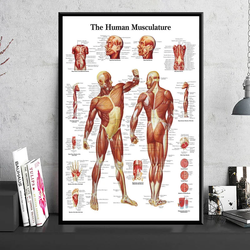 Poster And Prints Human Body Anatomy Medical Chart Muscle Knee Joint Foot Painting Art Wall Pictures For Living Room Home Decor
Poster And Prints Human Body Anatomy Medical Chart Muscle Knee Joint Foot Painting Art Wall Pictures For Living Room Home Decor