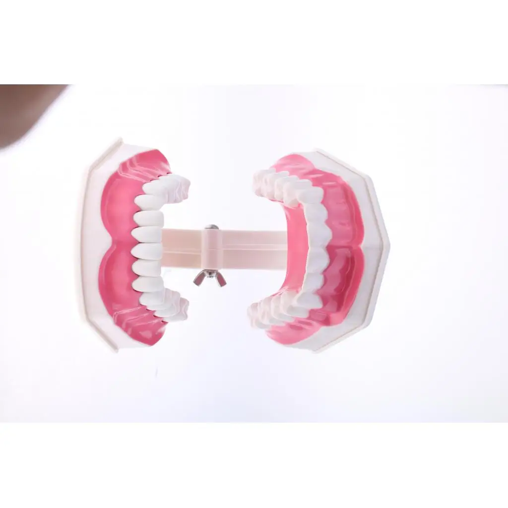 2X Large PVC Human Teeth Model with Removable Lower Teeth School Teeth Teaching Tools Student Children Educational Toy