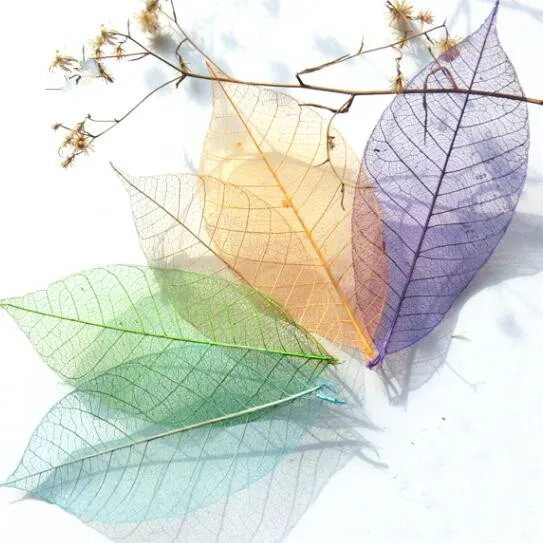 10pcs/lot leaf vein dried flower rubber tree leaves for diy specimen card bookmark student
10pcs/lot leaf vein dried flower rubber tree leaves for diy specimen card bookmark student