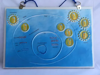 HIV Growth and Reproduction Model School Biology Teaching Model Medical Anatomical Models HIV Cell Anatomy Hanging HIV Model
HIV Growth and Reproduction Model School Biology Teaching Model Medical Anatomical Models HIV Cell Anatomy Hanging HIV Model