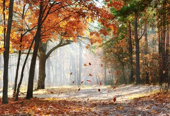 Autumn Tree Leaves Leaf photo backdrop Vinyl cloth High quality Computer print scenic photo studio background
Autumn Tree Leaves Leaf photo backdrop Vinyl cloth High quality Computer print scenic photo studio background