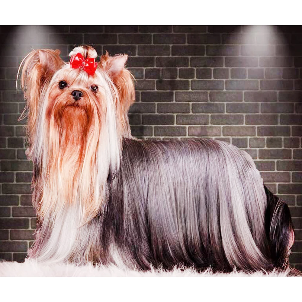 Full Drill Square Diamond 5D Diamond Painting Long-haired dog Diamond Embroidery Cross Stitch Rhinestone Mosaic Painting
Full Drill Square Diamond 5D Diamond Painting Long-haired dog Diamond Embroidery Cross Stitch Rhinestone Mosaic Painting