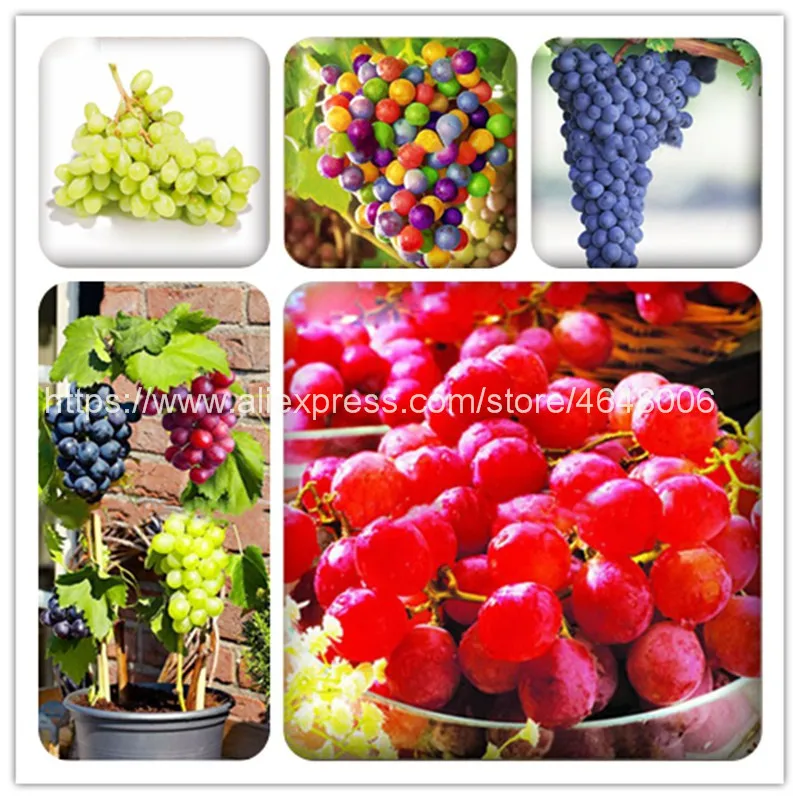 100 Pcs Holland Grape Groenten Bonsai Fruit Tree Seedlings Fiori Da Giardino Easy Grow Mini Jardin Dwarf Bonsai Plant Small Gift
100 Pcs Holland Grape Groenten Bonsai Fruit Tree Seedlings Fiori Da Giardino Easy Grow Mini Jardin Dwarf Bonsai Plant Small Gift