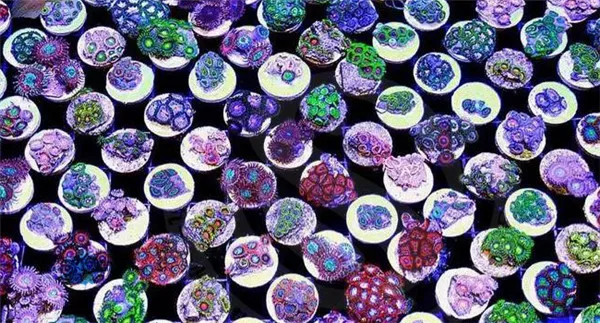 A Brand Seawater Coral Broken Block Block Button Sps Broken Breeding Block High quality harmless ceramic base(Not includ coral)
A Brand Seawater Coral Broken Block Block Button Sps Broken Breeding Block High quality harmless ceramic base(Not includ coral)