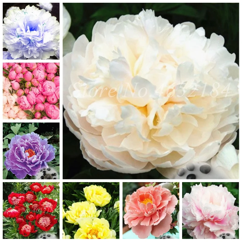 10 Pcs Bonsai Peony Flower, Paeonia Suffruticosa Tree bonsai Rare Chinese Peony flower Potted Plants Purify the Air Easy to Grow
10 Pcs Bonsai Peony Flower, Paeonia Suffruticosa Tree bonsai Rare Chinese Peony flower Potted Plants Purify the Air Easy to Grow