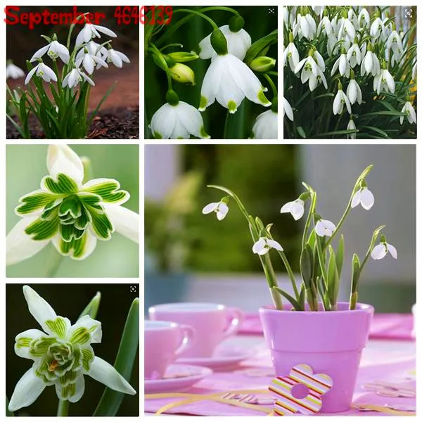 New 100PCS Galanthus nivalis bonsais Snowdrop Flower bonsais Rare Exotic Plants Cold-Resistant Nivalis Semillas De Plantas De
New 100PCS Galanthus nivalis bonsais Snowdrop Flower bonsais Rare Exotic Plants Cold-Resistant Nivalis Semillas De Plantas De