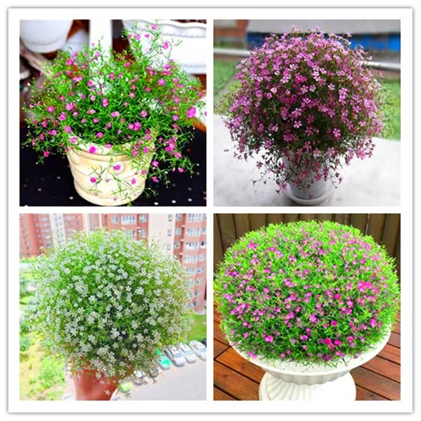 selling 500 pcs Gypsophila Paniculata Plant Outdoor & Indoor Perennial Garden Flower Bonsai ,small,medium and large,Easy to Grow
selling 500 pcs Gypsophila Paniculata Plant Outdoor & Indoor Perennial Garden Flower Bonsai ,small,medium and large,Easy to Grow