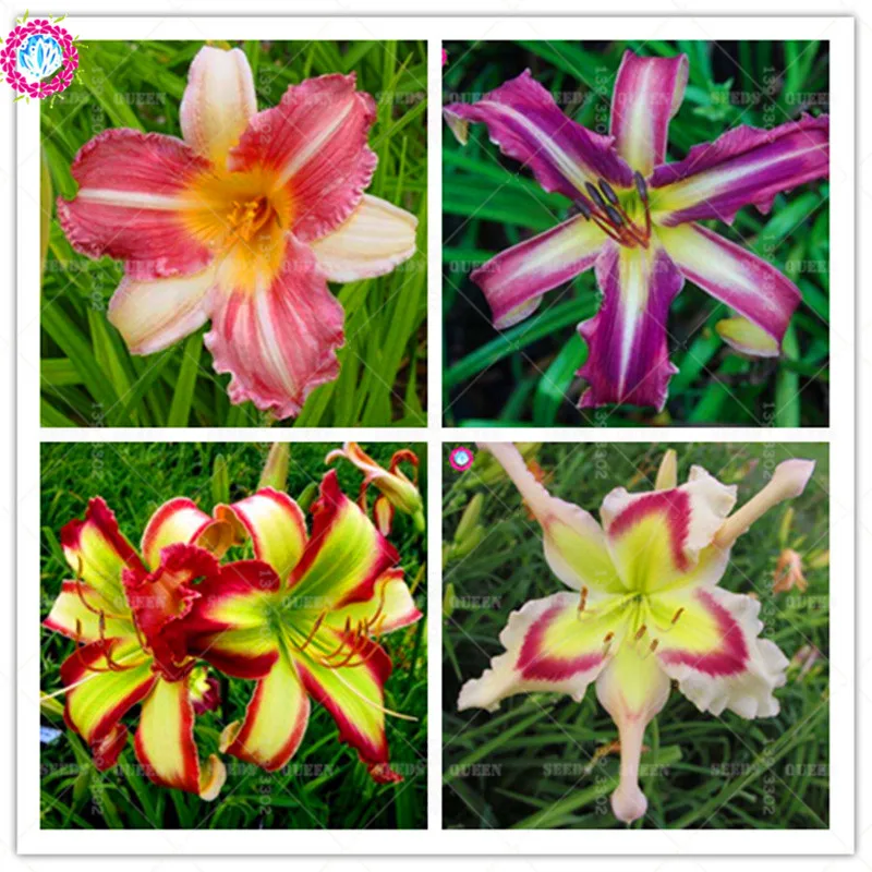 BONSAI 100pcs Daylily Flowers Rare Colour Hybrid Lily Chinese Herbal Perennial Edible Plant Home Garden Supplies Decoration
BONSAI 100pcs Daylily Flowers Rare Colour Hybrid Lily Chinese Herbal Perennial Edible Plant Home Garden Supplies Decoration