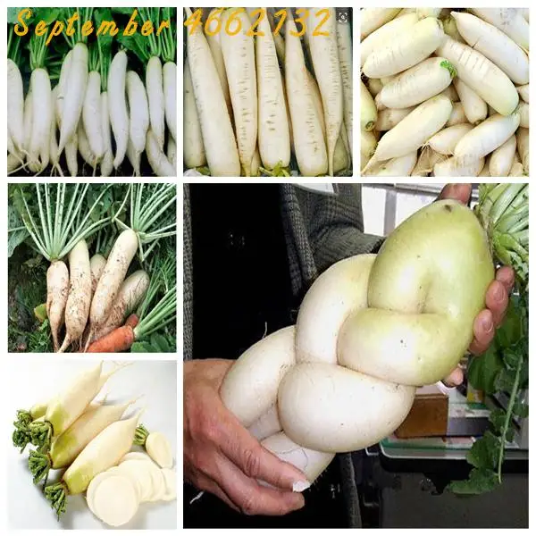 On Sale!100pcs White Radish bonsai, Japanese Horseradish Organic Vegetable Delicious nutritious DIY Home Garden Plants Bonsai
On Sale!100pcs White Radish bonsai, Japanese Horseradish Organic Vegetable Delicious nutritious DIY Home Garden Plants Bonsai
