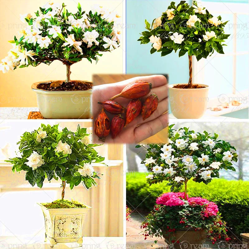 2pcs Bonsai Cape Jasmine bulbs (Gardenia jasminoides ) fragrant Exotic Shrub open pollinate rare beautiful bonsai flower plants
2pcs Bonsai Cape Jasmine bulbs (Gardenia jasminoides ) fragrant Exotic Shrub open pollinate rare beautiful bonsai flower plants