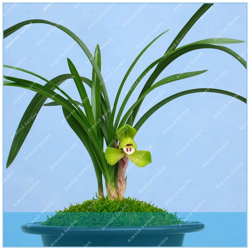 ZLKING 20PCS White Phalaenopsis bonsai flowers houseplants semenatsvety perennial garden Ornamental flower pots
ZLKING 20PCS White Phalaenopsis bonsai flowers houseplants semenatsvety perennial garden Ornamental flower pots