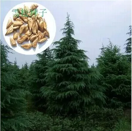 New Arrival Rushed Outdoor Plants Vegetables 10 pcs 100% Genuine Indian Cedar / Po Tasson Tree D02
New Arrival Rushed Outdoor Plants Vegetables 10 pcs 100% Genuine Indian Cedar / Po Tasson Tree D02