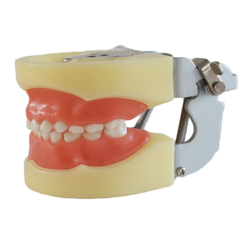 Tooth Care Dental Teaching Study Model Adult Standard Typodont Demonstration Soft Gum FE Articulator
Tooth Care Dental Teaching Study Model Adult Standard Typodont Demonstration Soft Gum FE Articulator