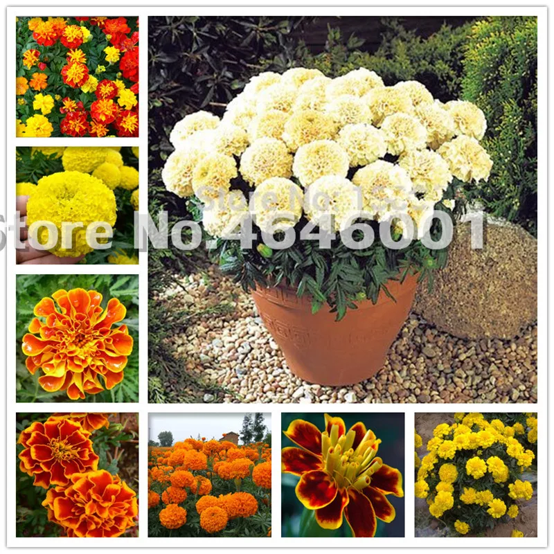Rare marigold Bonsai Plant 200 pcs marigold chrysanthemum Flower Plants four Season Courtyard Garden chrysanthemum bonsai
Rare marigold Bonsai Plant 200 pcs marigold chrysanthemum Flower Plants four Season Courtyard Garden chrysanthemum bonsai