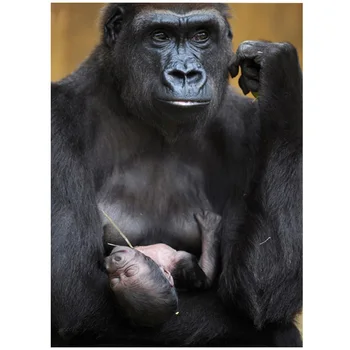 Gorilla Mother and Baby Diamond Painting full square Round Diamond Embroidery sale Beadwork Cross Stitch 5D Home DecorZP-1825
Gorilla Mother and Baby Diamond Painting full square Round Diamond Embroidery sale Beadwork Cross Stitch 5D Home DecorZP-1825