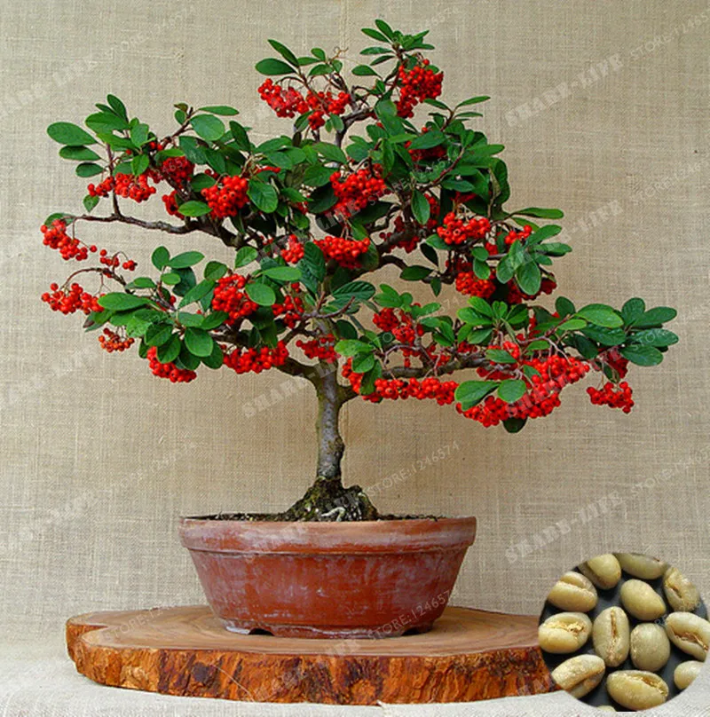 10pcs Coffee Beans Bonsai Green Food Organic Fruit Bonsai Vegetables Refreshing Bonsai Plant Coffee Pot For Home Garden
10pcs Coffee Beans Bonsai Green Food Organic Fruit Bonsai Vegetables Refreshing Bonsai Plant Coffee Pot For Home Garden