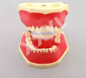 Dental lab equipment teeth whitening Dentist oral hygiene Human skull skeleton anatomical Implant Analysis Crown Bridge Model
Dental lab equipment teeth whitening Dentist oral hygiene Human skull skeleton anatomical Implant Analysis Crown Bridge Model