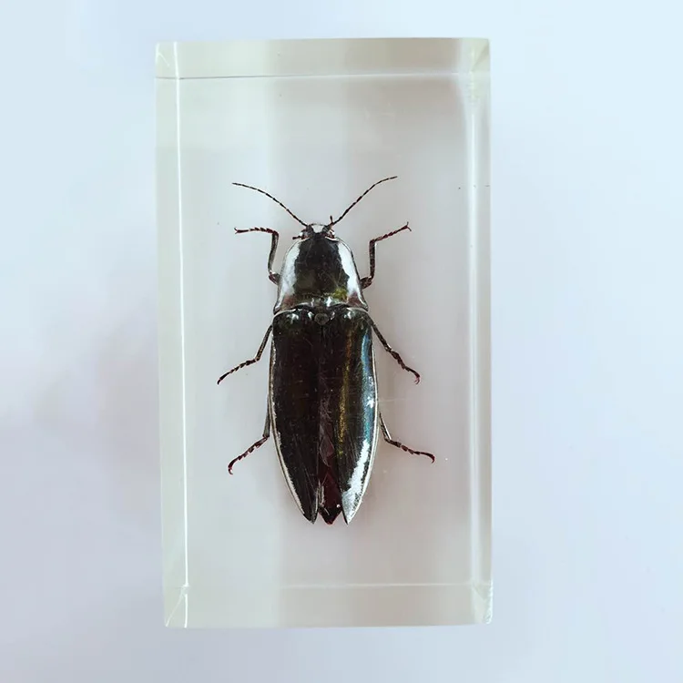 True Insect Elater Embedded Specimens Transparent Resin Elater Specimen Model Biology Entomology Teaching Aids Resin Craftwork
True Insect Elater Embedded Specimens Transparent Resin Elater Specimen Model Biology Entomology Teaching Aids Resin Craftwork