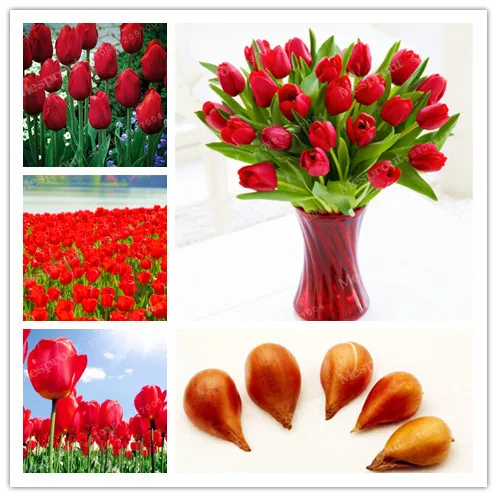 5 pcs Red Tulip Bulbs Bulbous Root Flowers Balcony Potted Perennial Flowers It is Bulb ( Tulip Bonsai) 100% Success Rate
5 pcs Red Tulip Bulbs Bulbous Root Flowers Balcony Potted Perennial Flowers It is Bulb ( Tulip Bonsai) 100% Success Rate