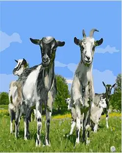 MaHuaf-W891 funny goat Set for painting by numbers on canvas wall art animal pictures for living room
MaHuaf-W891 funny goat Set for painting by numbers on canvas wall art animal pictures for living room