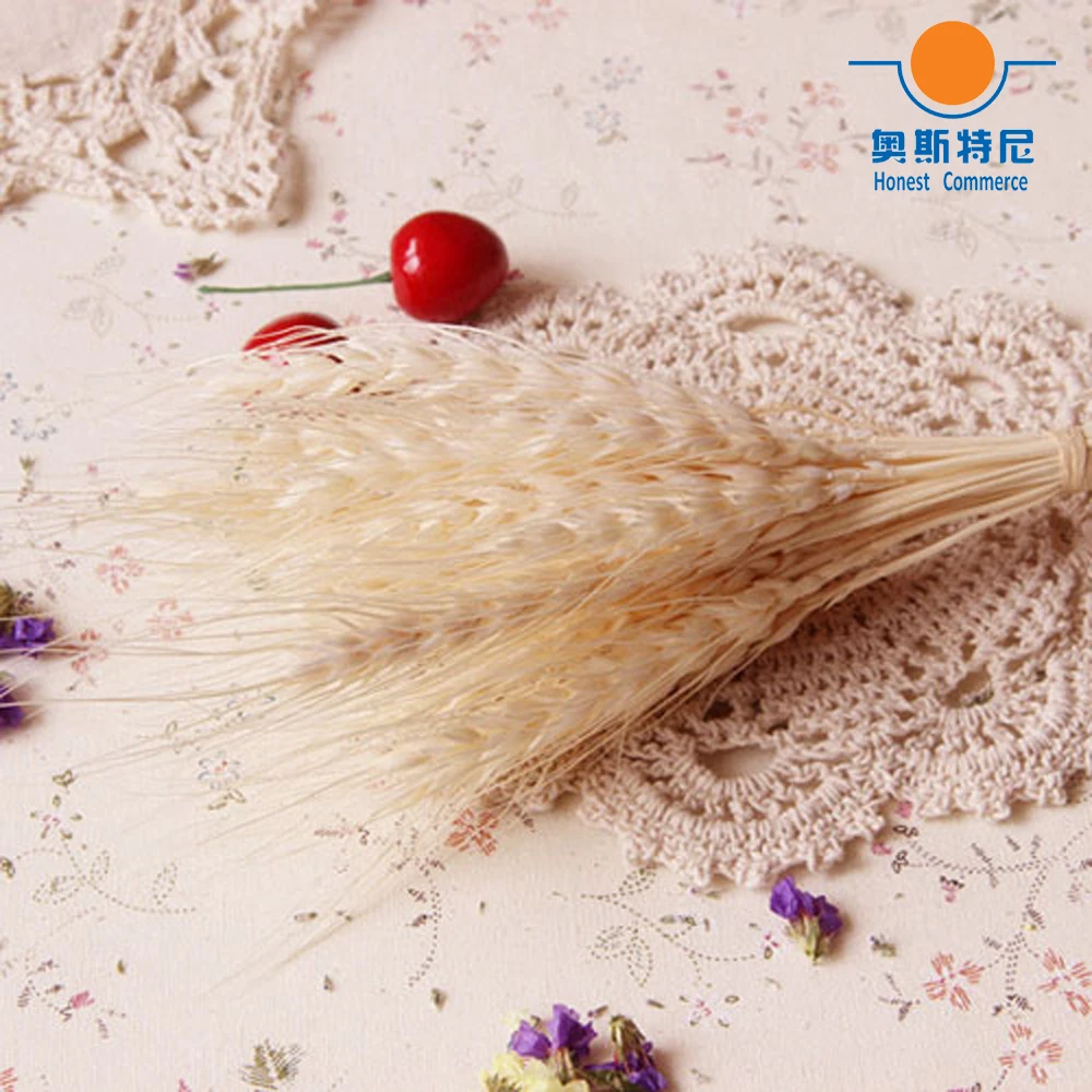 100pc natural dried flower bouquets natural white color dried ear of wheat bouquets&wheat ear Bunches
100pc natural dried flower bouquets natural white color dried ear of wheat bouquets&wheat ear Bunches