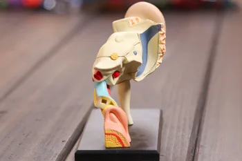 3d Ear structure anatomical model ear model assembled Human Anatomy dimensional model
3d Ear structure anatomical model ear model assembled Human Anatomy dimensional model