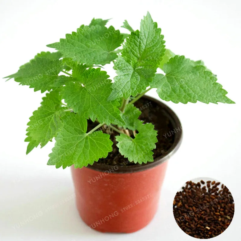 100 Pcs Agastache Rugosa Bonsai Patchouli Herb Blue Licorice Bonsai Indian Mint Purple Giant Hyssop Bonsai Garden Supplies
100 Pcs Agastache Rugosa Bonsai Patchouli Herb Blue Licorice Bonsai Indian Mint Purple Giant Hyssop Bonsai Garden Supplies